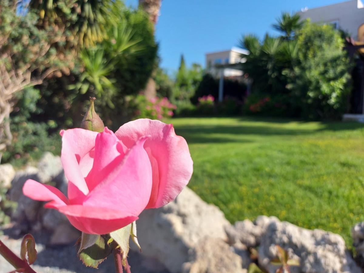 Coral Bay Suite Cyprus Eksteriør bilde