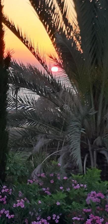 Coral Bay Suite Cyprus Eksteriør bilde